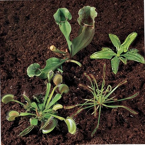 Colección de plantas carnívoras, Living