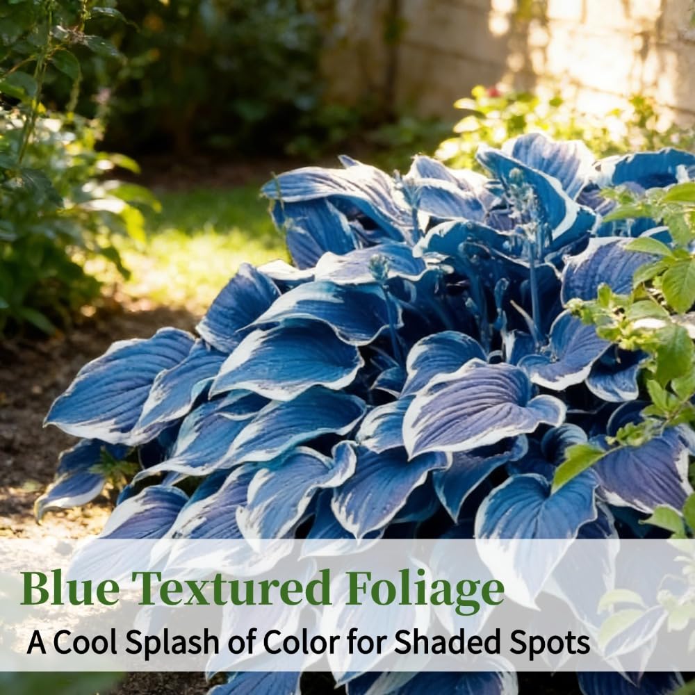 Hosta Seeds, Blue Hosta Seeds for Planting, Perennial Blue Hosta Flowers, Shade-Loving Ornamental Ground Cover for Garden, Patio, Indoor & Outdoor, 100Pcs - 2
