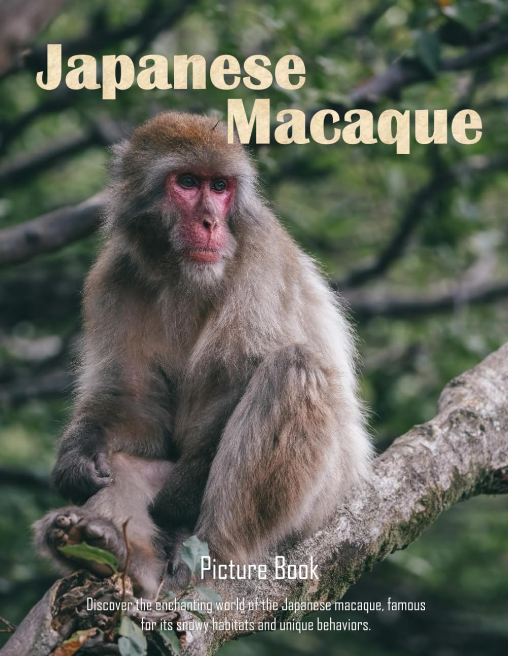 Picture Book of Japanese Macaque: Photography Coffee Table Book