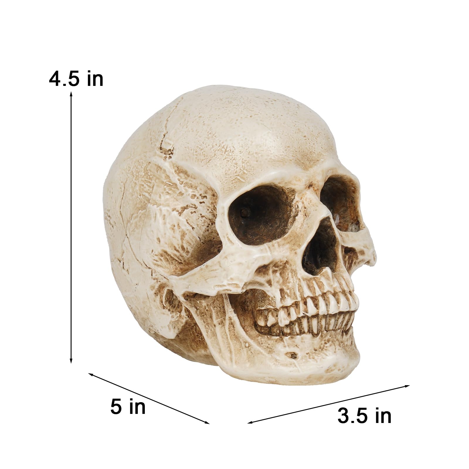 Skeleton Skull Decor Halloween Lights Resin Skull Statues with Red Led Lights 3.5 * 5 * 4.5 Inch,3Pcs Halloween Decoration Indoor Candle Holder 3 x 3.5 x 3.5 InchBraxio (Led Light)