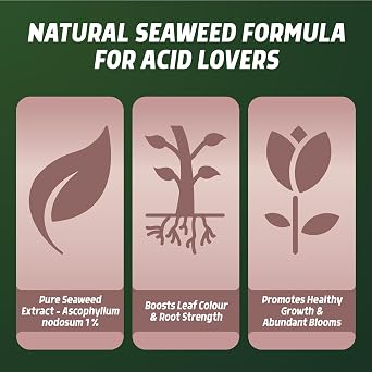 Ericaceous Feed Spray 1L | Organic Liquid Fertiliser for Azaleas, Rhododendrons, Hydrangeas & Heathers | Natural Seaweed Extract Plant Food | Boosts Root Growth, Colour & Blooms | Ready to Use
