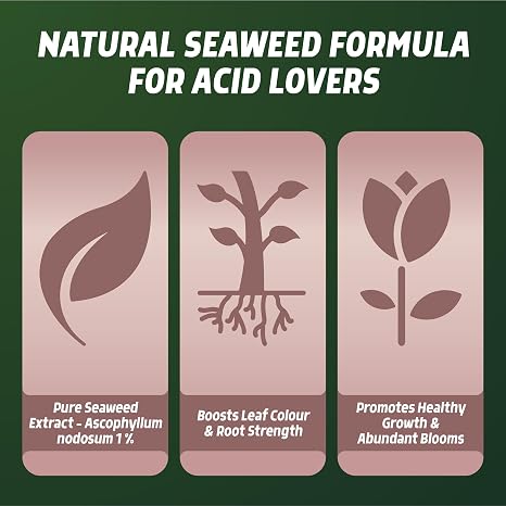 Ericaceous Feed Spray 1L | Organic Liquid Fertiliser for Azaleas, Rhododendrons, Hydrangeas & Heathers | Natural Seaweed Extract Plant Food | Boosts Root Growth, Colour & Blooms | Ready to Use
