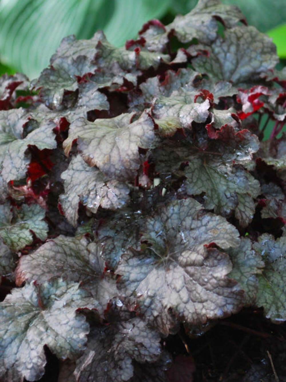 Perennial Farm Marketplace Heuchera x 'Plum Pudding' (Coral Bells) Perennial, Size-#1 Container, Shiny Dark Purple Foliage