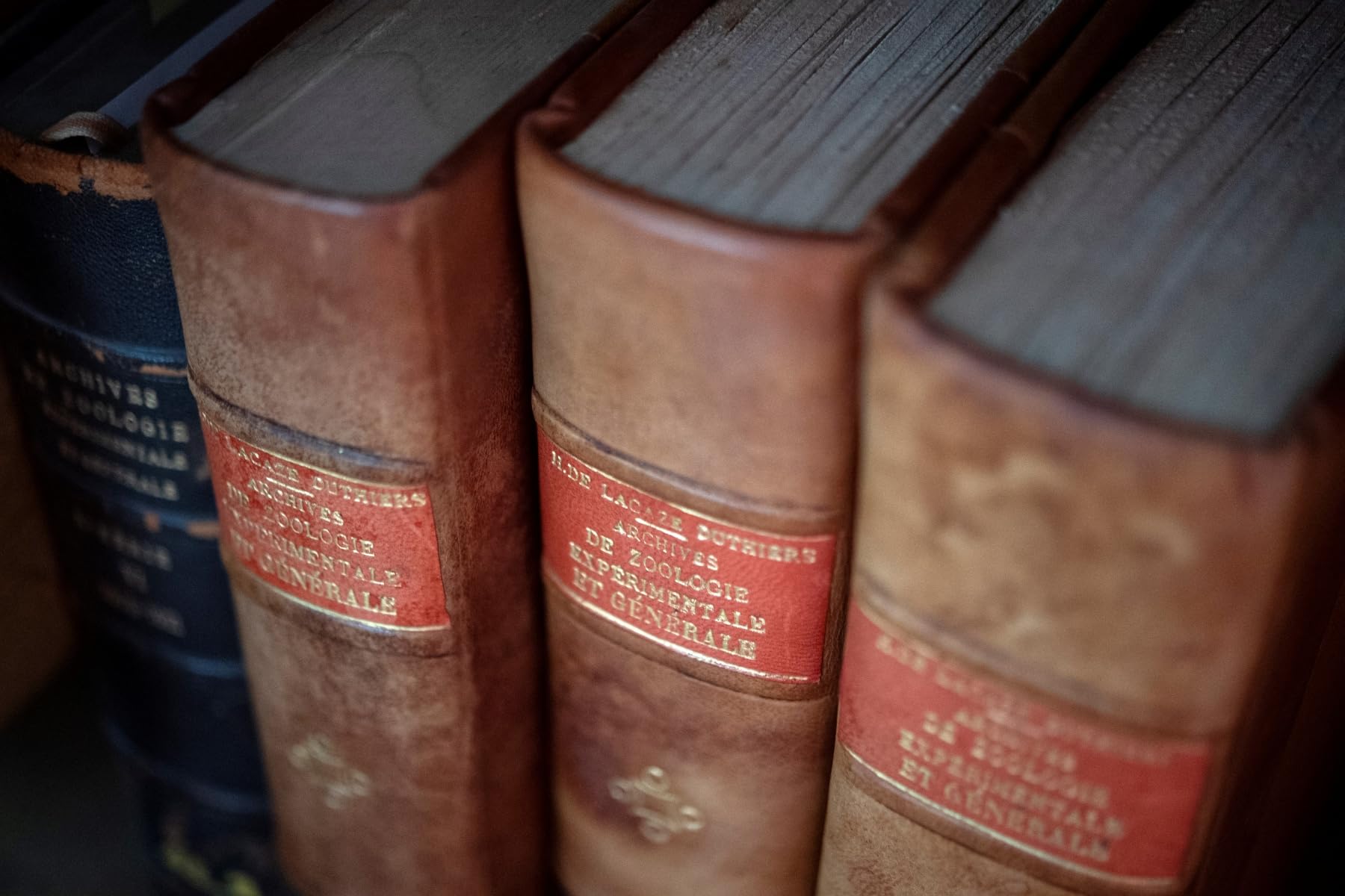Buy The Design of Everyday Life — BookShops.in