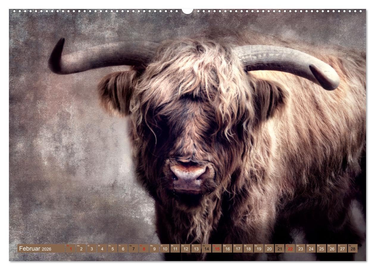Hochlandrinder - Zottelige Schönheiten (Wandkalender 2026 DIN A2 quer), CALVENDO Monatskalender: Die Models unter den Kühen in eindrucksvollen Bildern (CALVENDO Tiere)