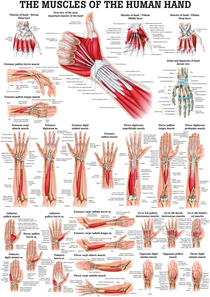 Muscles of the Hand Laminated Anatomy Chart