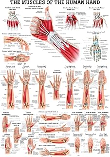Muscles of the Hand Laminated Anatomy Chart
