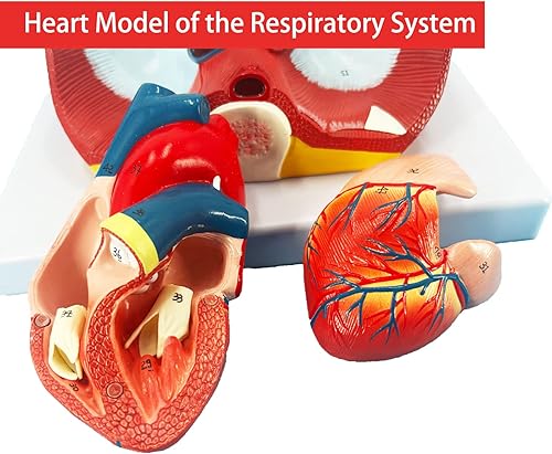 Miniatura 2 de Veipho Modelo de pulmón humano, modelo de sistema respiratorio con 51 signos de indicación de partes, 7 piezas extraíbles, modelo pulmonar de tamaño