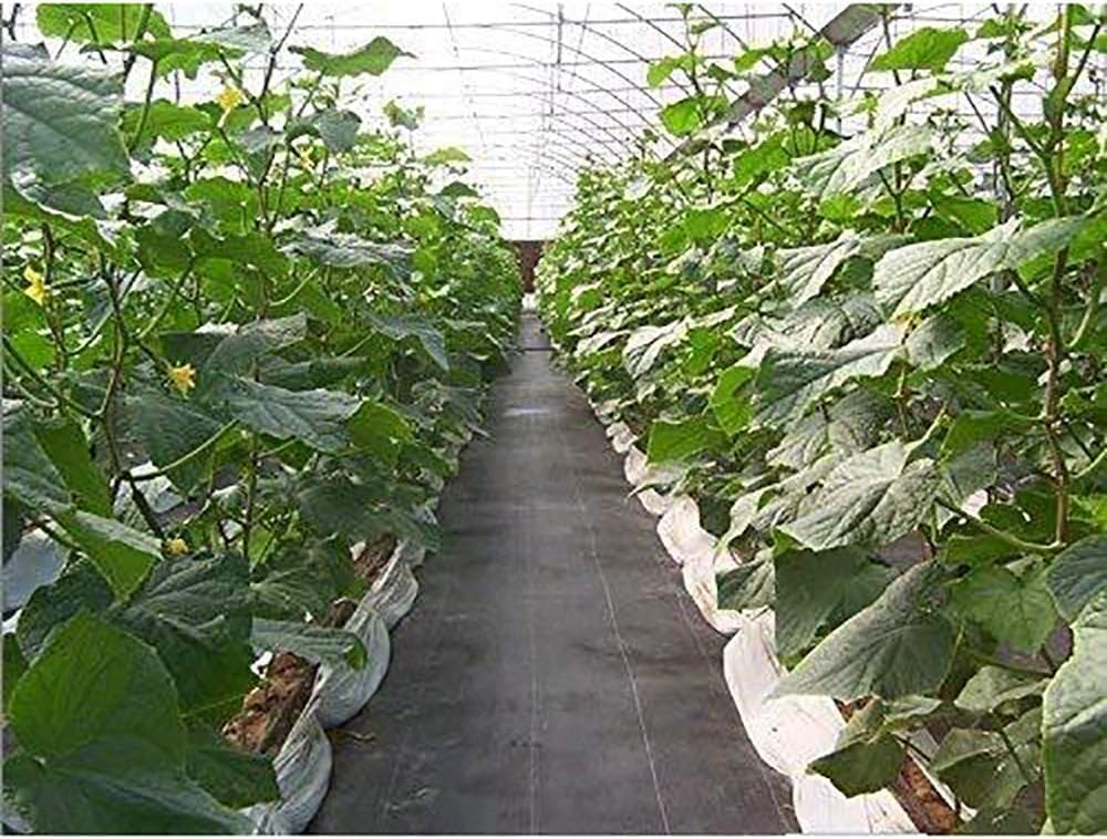 Agfabric 6x25ft Landscape Fabric Heavy Duty Weed Barrier, Weed Barrier Landscape Fabric Heavy Duty, Garden Weed Barrier Fabric, Weed Cover Fabric for Garden