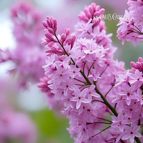 Vista 83 de McCall's Candles Manzanas y calabazas Vela perfumada de 18 onzas Colección Indulgence Doble mecha Tarro ranurado Vertido en Estados