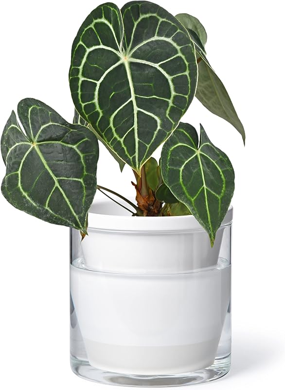 D'vine Dev Self-Watering White Terracotta Planter Pot, 6 in, 37-X-B-2 | Terracotta & Glass Design, Clear Water Reservoir, Visible Water Level, Easy Plant Care, Ideal for Busy Plant Lovers