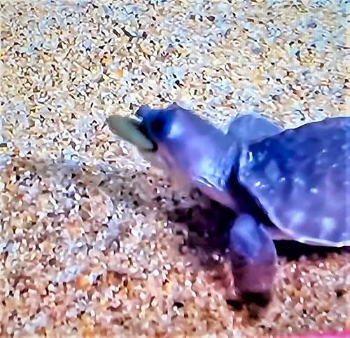 Miniatura 6 de Obleas hundidas de algas y espirulina ideales para Plecos peces de fondo bagre camarones caracoles cangrejo de río todos los peces tropicales