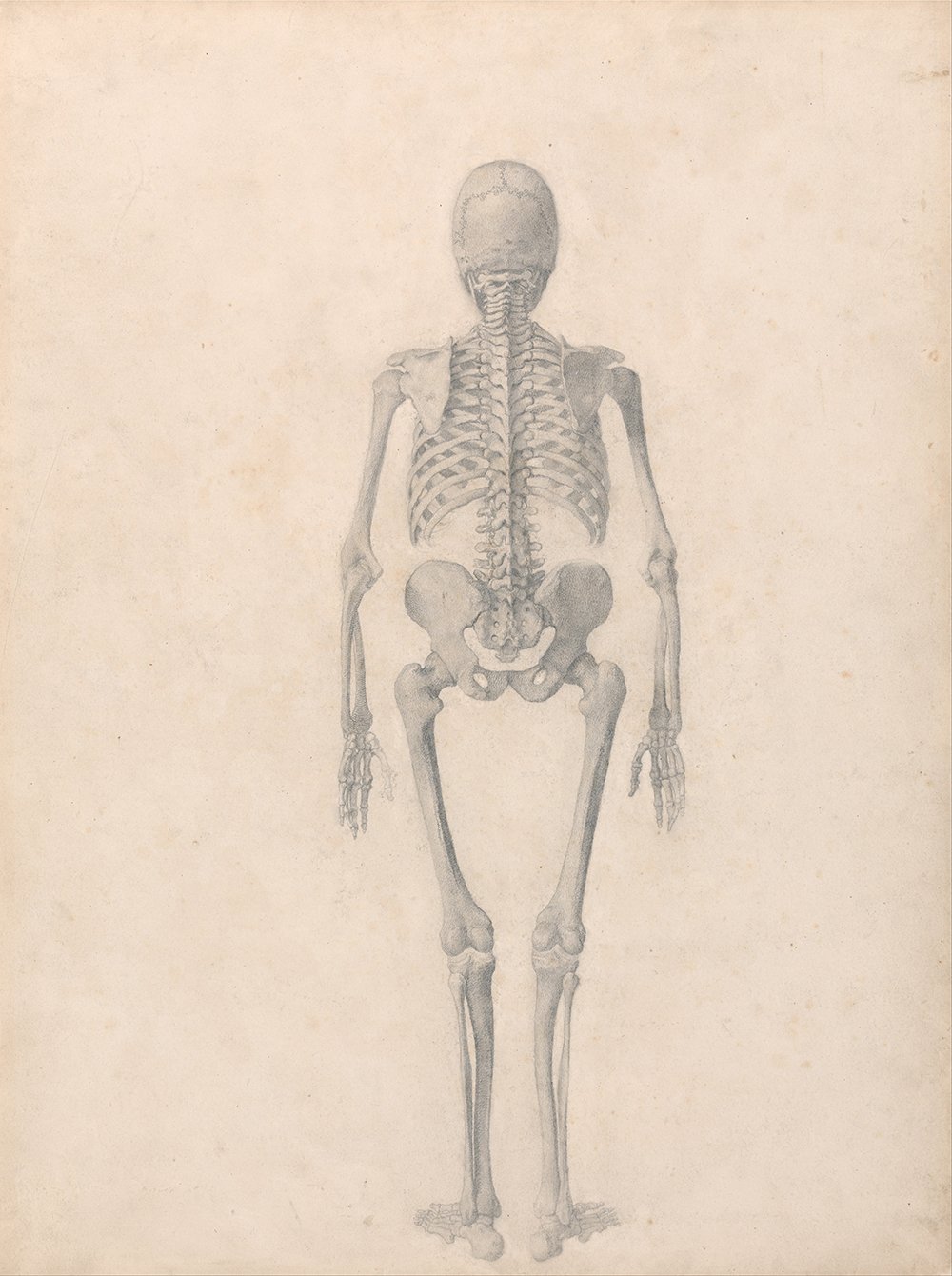Anatomie humaine de George Stubbs, une grande décoration murale pour cabinet médical