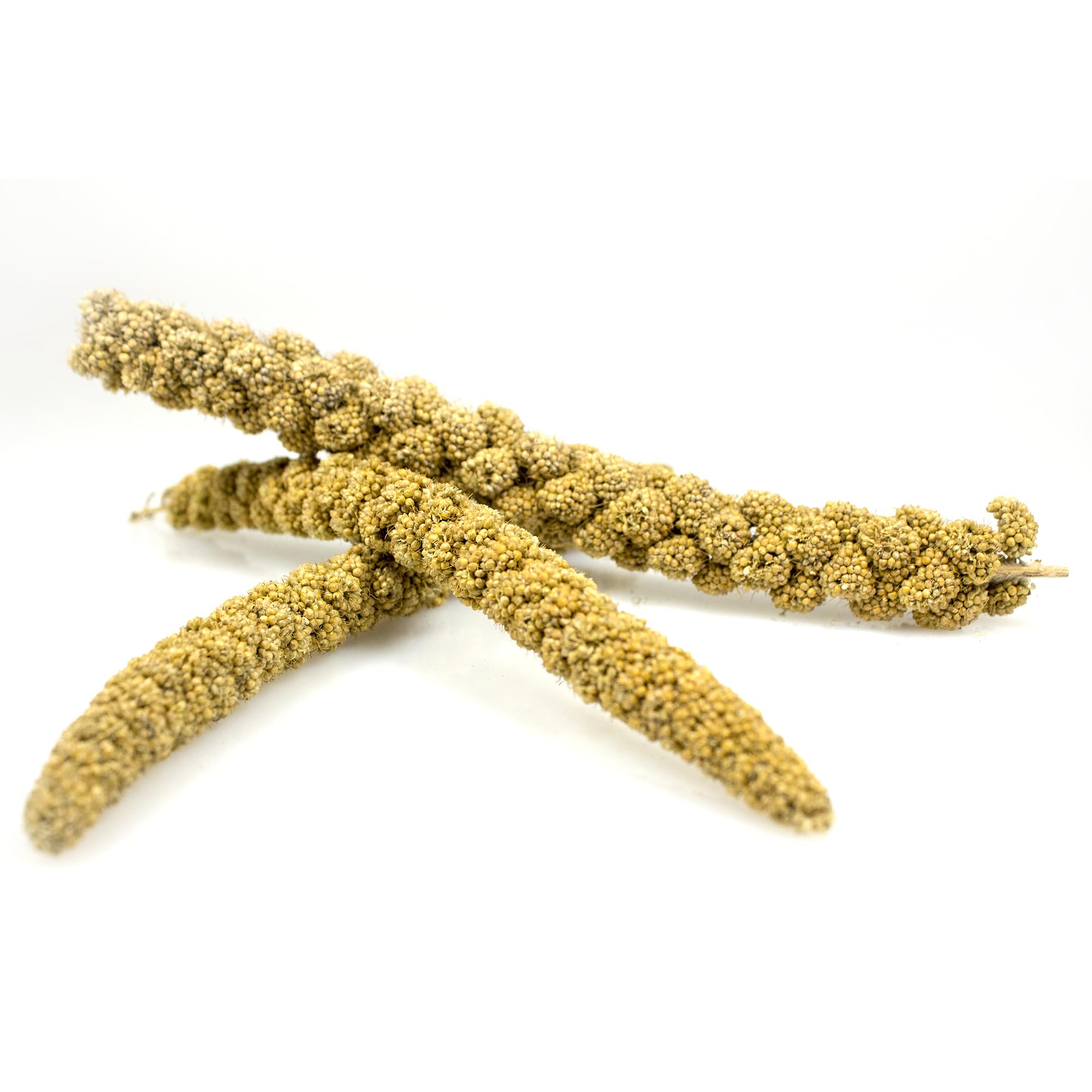 Amazon.com : Sun Seed Company Bss10911 Small Bird Millet