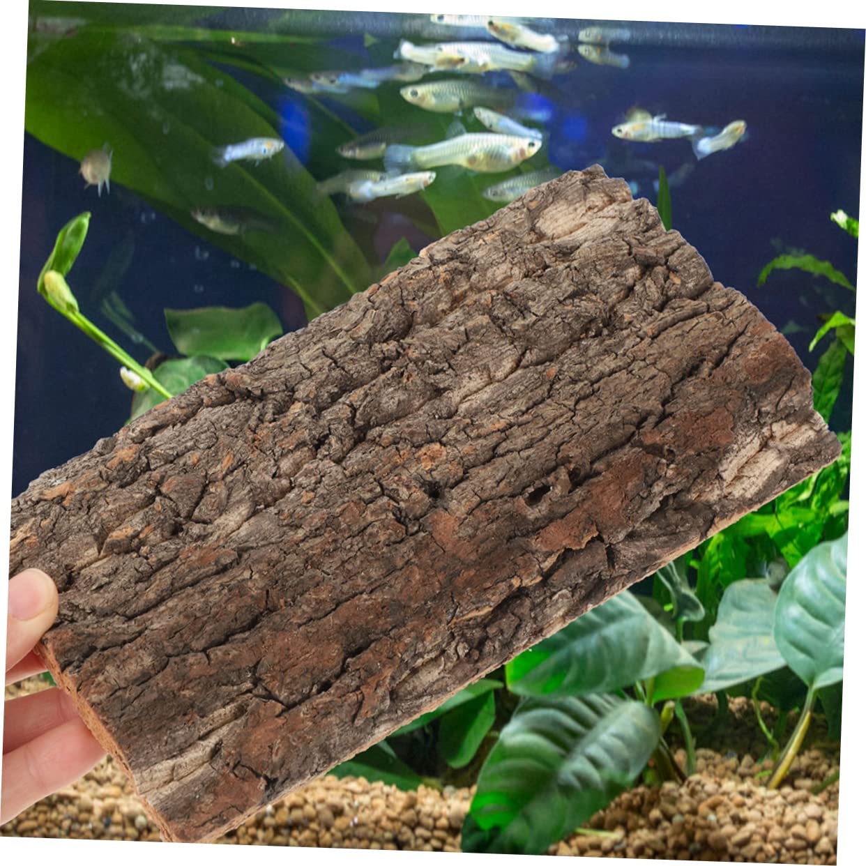 BESPORTBLE 10piezas Reptile Bark Backdrop para y Terrarios Natural De para Decoración De Peceras y Reptiles y