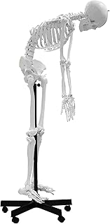 Vision Scientific VAS229 Full Size Flexible Human Skeleton -67â€ (170cm)