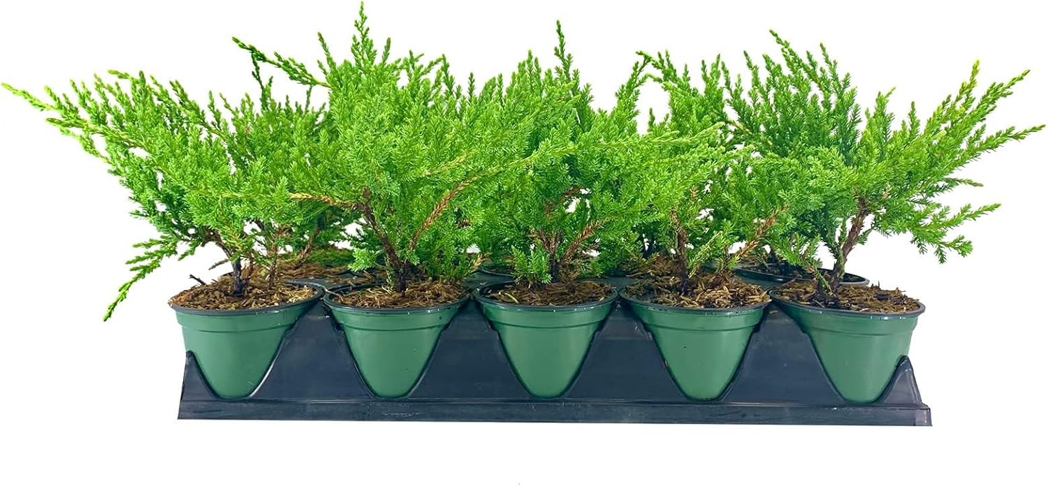 Green Sargent Juniper | 3 Live 4 Inch Pots | Juniperus Chinensis | Drought Tolerant Cold Hardy Evergreen Groundcover Plants