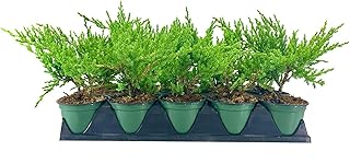 Green Sargent Juniper | 3 Live 4 Inch Pots | Juniperus Chinensis | Droug...