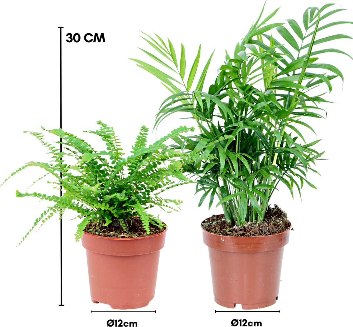Helecho & Palmera de Interior | Pack 2 Plantas | DECOALIVE | Plantas de Interior | Nephrolepis Exaltata y Chamaedorea Elegans