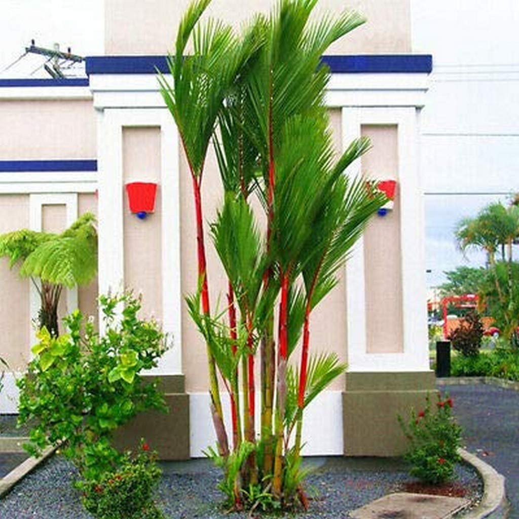 OhhSome Palm Tree Live Plant Balconies Garden Indoor Cyrtostachys Renda Plants For (1 Live Palm Plant) (B09N953HYY) Amazon Price History, Amazon Price Tracker