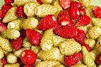 Vista 2 de Seeds Wild Alpine Strawberry Red & Yellow Seed Mix 100 Seeds for Planting Perennial Non-GMO