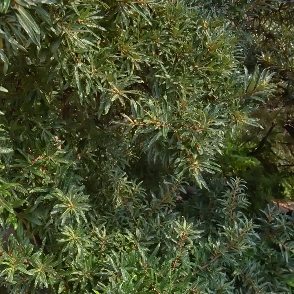 Hippophae Rhamnoides Hikul Sea Buckthorn Male Variety Silvery Leaves Drought Tolerant Compact Shrub Ideal for Hedging 1x or 2X 3.6 Litre Pots by Thompson and Morgan