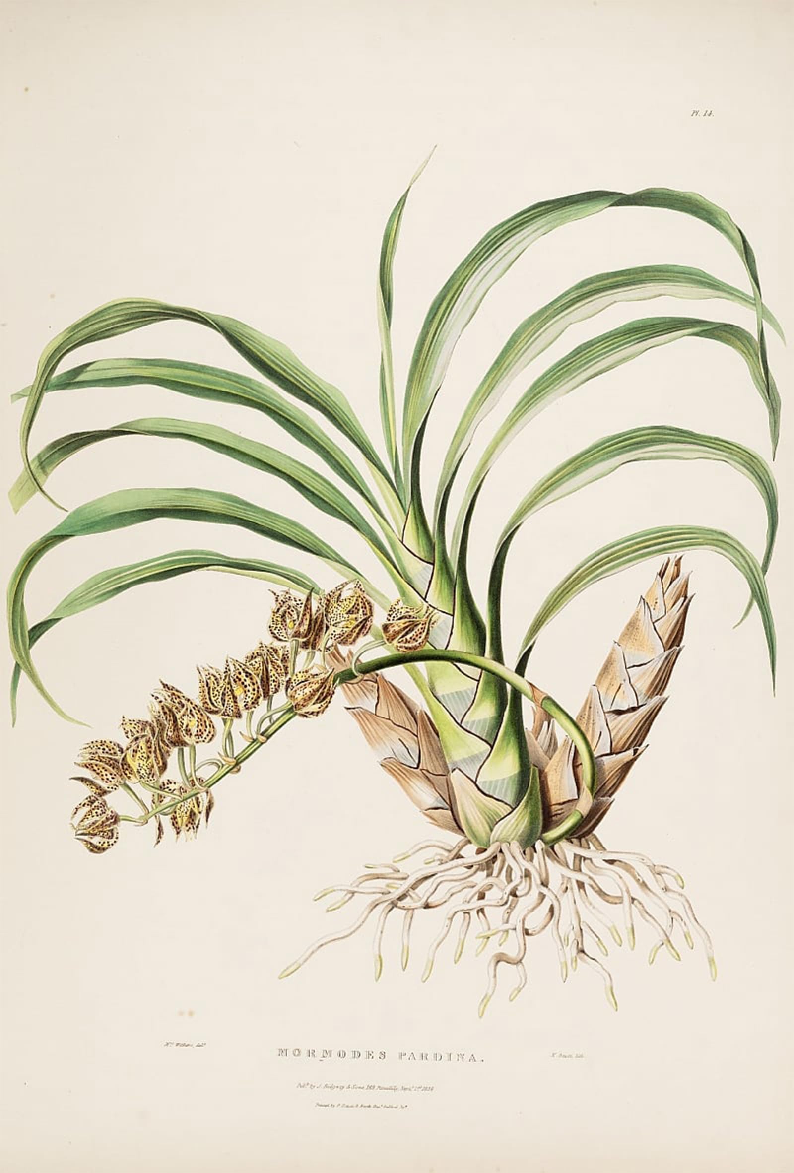 ARTXLXXBN Famous Print Painting Colorful Art Print Illustration of Mormodes Maculata Var Maculata by Augusta Innes Withers Canvas Art Decorations for Home Decor 60x90cm