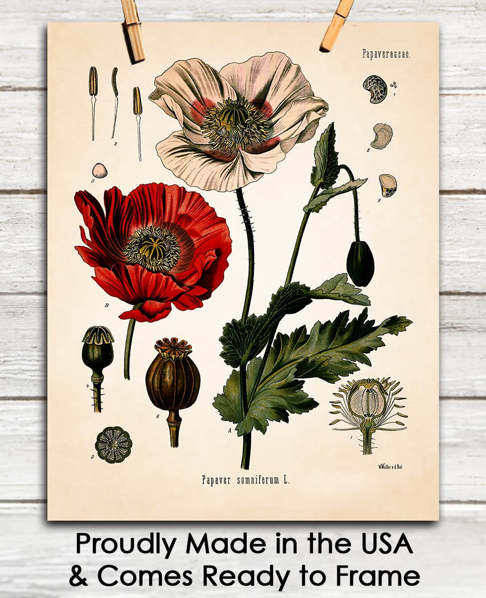 Amazon.com: Vintage Opium Poppy Botanical Wall Art - Give Your