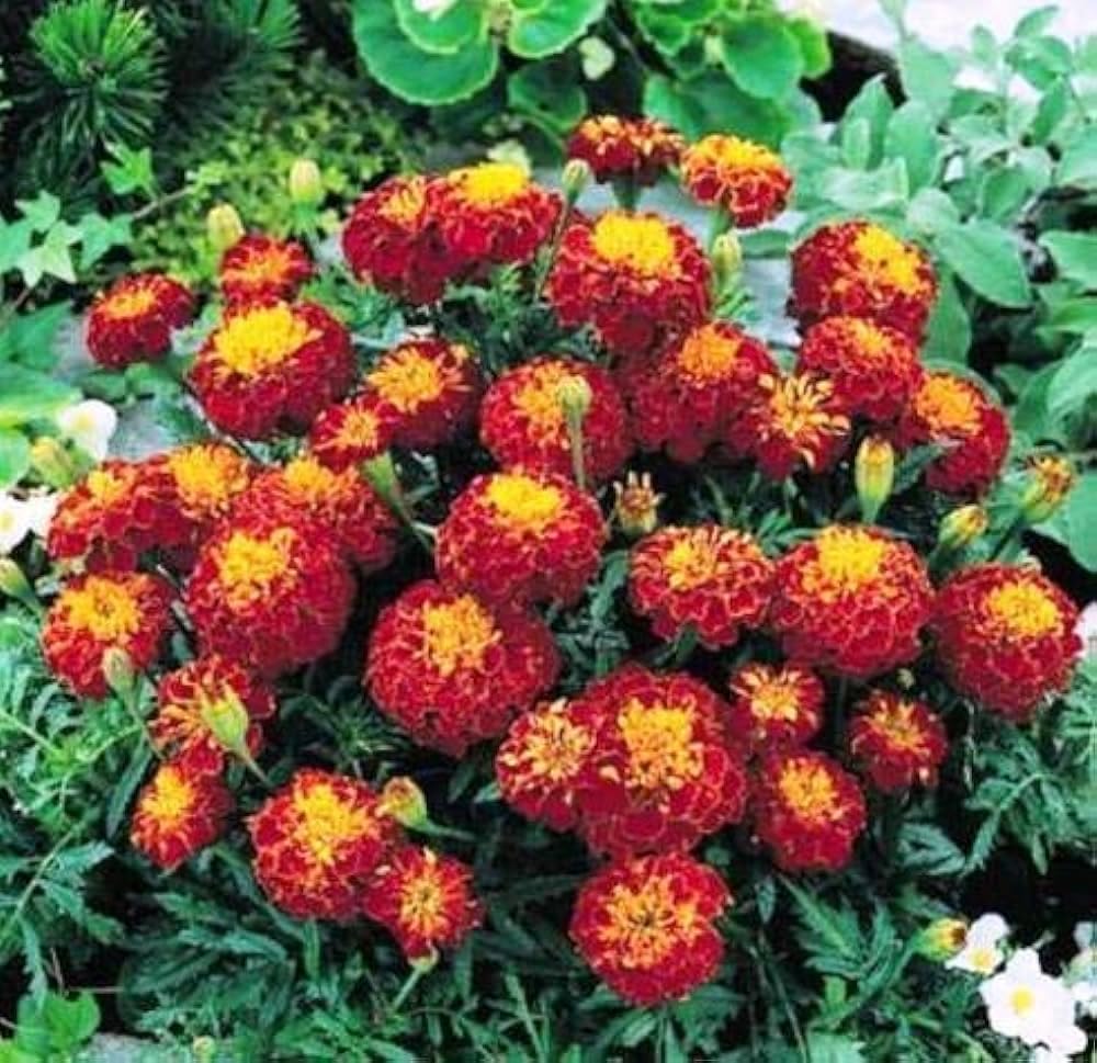 See full amazon price history chart for Marigold flower seeds hybrid combo || Seeds for hybrid combo marigold flower || 140 Seeds Marigold flower seeds hybrid combo || Seeds for hybrid combo marigold flower || 140 Seeds (B0CTFJ6QZG) Amazon Price History, Amazon Price Tracker