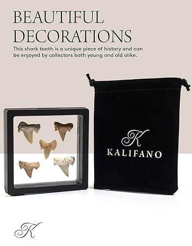 Miniatura 14 de KALIFANO Auténtico artrópodo calimeno trilobite fósil grande de Marruecos - Trilobita/Calimeno marino para colecciones de fósiles y fines educativos