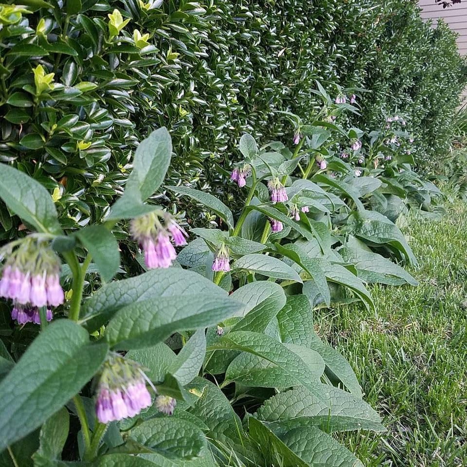Miniatura 6 de 12 piezas - Esquejes de clon de raíz de consuelda