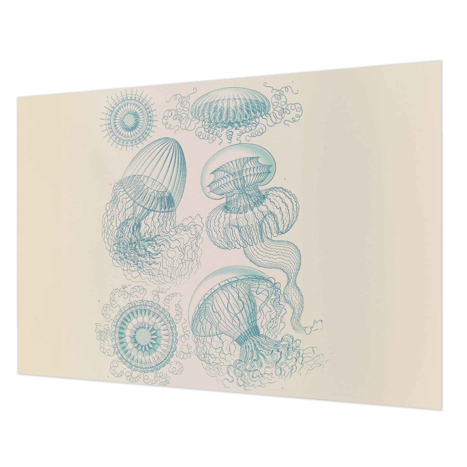 Papier peint intissé méduses de mer avec impression haute qualité pour salon