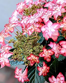 春の訪れ　パールアカシアのハーフリース　ピンクの紫陽花とともに　母の日 春の訪れ パールアカシアのハーフリース ピンクの紫陽花とともに