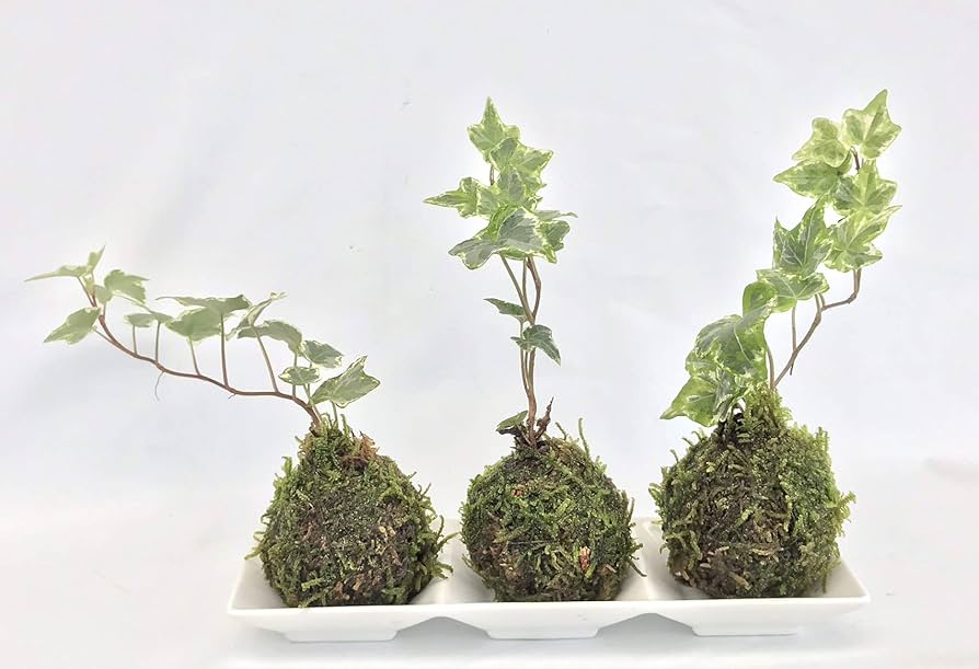 最新作 無骨なアイアン脚2点1セットk イベント什器 苔玉 ミニ盆栽 ミニ 最新作 無骨なアイアン脚2点1セットk イベント什器 苔玉 ミニ盆栽 ミニ