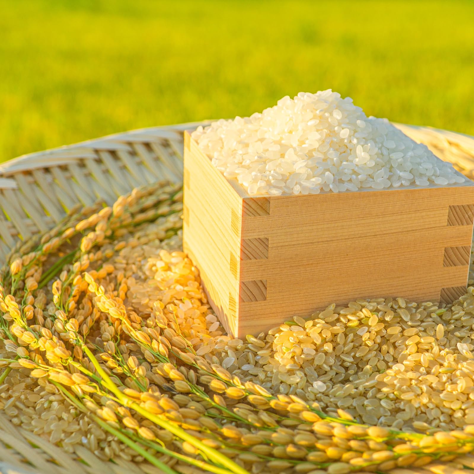 Amazon.co.jp: 令和7年産 一等米 無洗米 ハナエチゼン 華越前 5kg 内田