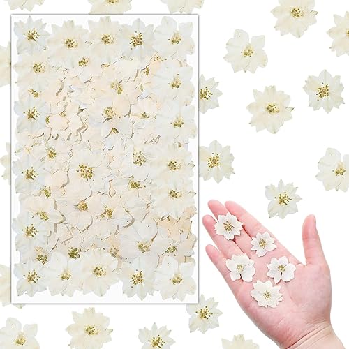 100 piezas de flores secas prensadas de espur blancas pequeñas flores secas, relleno de resina natural real para álbumes de recortes, manualidades,
