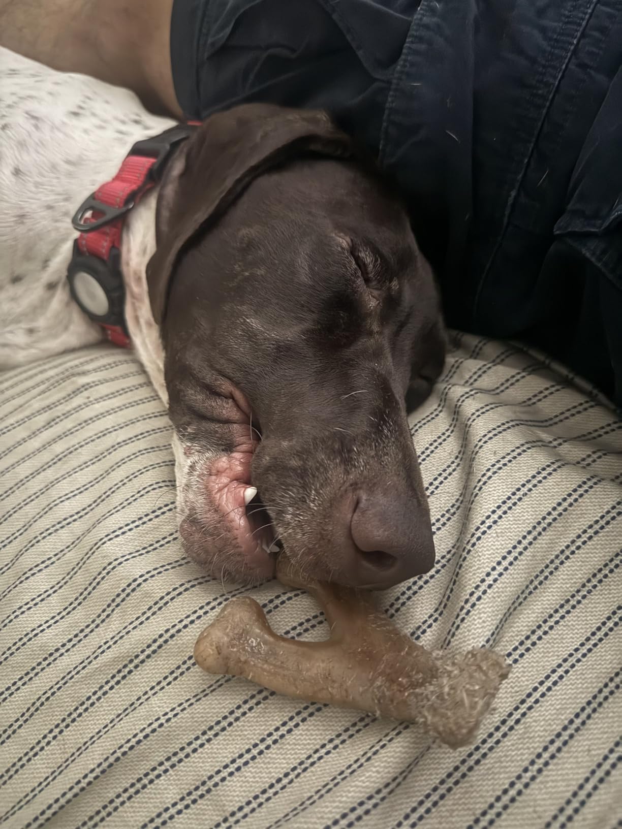 Benebone Wishbone Durable Dog Chew Toy for Aggressive Chewers, Real Bacon, Made in USA, Medium photo review