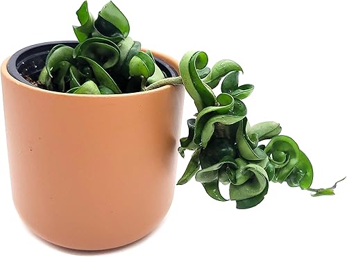 Miniatura 4 de Hoya Hindu Rope Planta de interior viva de 4 pulgadas en maceta o Hoya Carnosa Compacta Easycare Plant | Purificador de aire natural | Cultivado en
