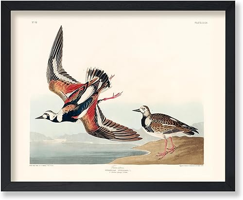 Miniatura 15 de Poster Master Póster vintage de colibríes, impresión de formas de arte retro en la naturaleza, arte de pájaros, regalo para él, ella y amante de los