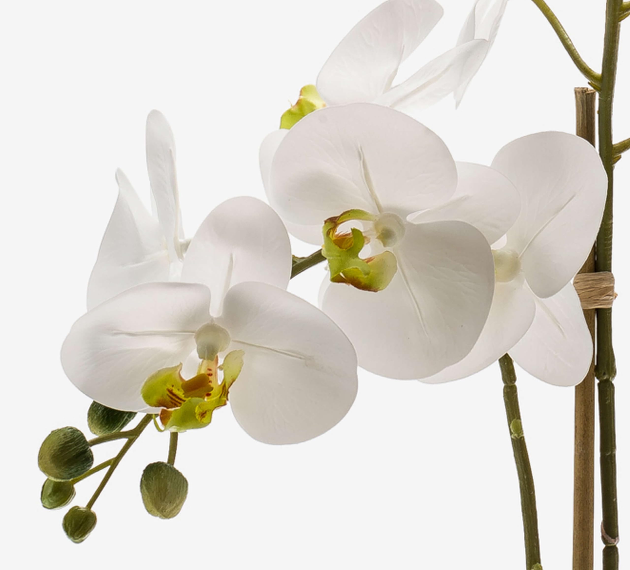 artplants.de Orchidea phalaenopsis Ornamentale Candida, Bianco, 65cm