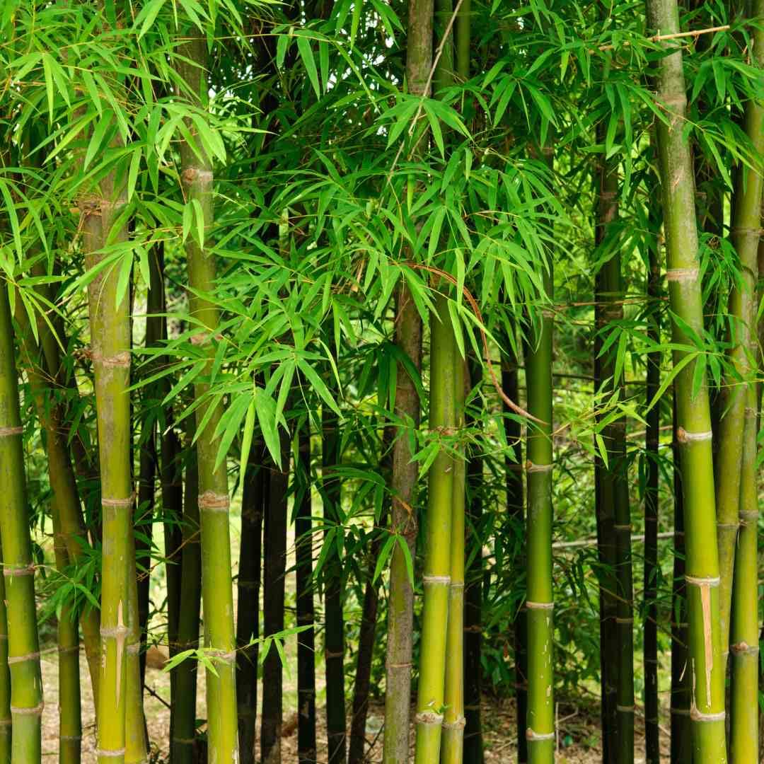 LiveNature Bamboo Seeds (Dendrocalamus Strictus) 30 Seeds | Fast Growing Tall Plant for Home Garden, Balcony & Outdoor Landscaping-image-8