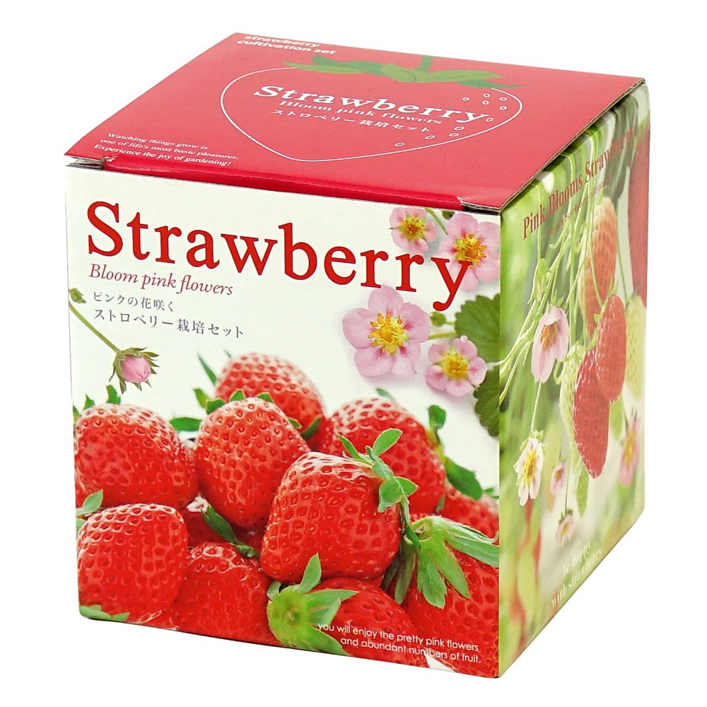 Amazon.co.jp: 聖新陶芸 ピンクの花咲く ストロベリー栽培キット