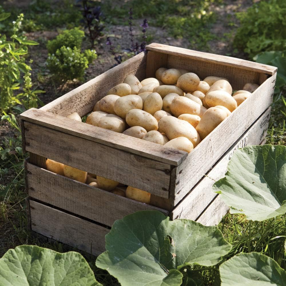 Thompson & Morgan Potato Tubers ‘Charlotte’ Salad Variety, Second Early Crop, High Yield, Organic Certification, Ideal for Vegetable Gardens, Allotments, Patios and Growing Bags (Potato Charlotte 1Kg)