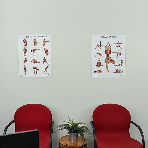 Miniatura 29 de Anatomy Lab Póster laminado de yoga: tabla detallada de anatomía de yoga con músculos, posturas y alineación corporal para instructores, estudiantes