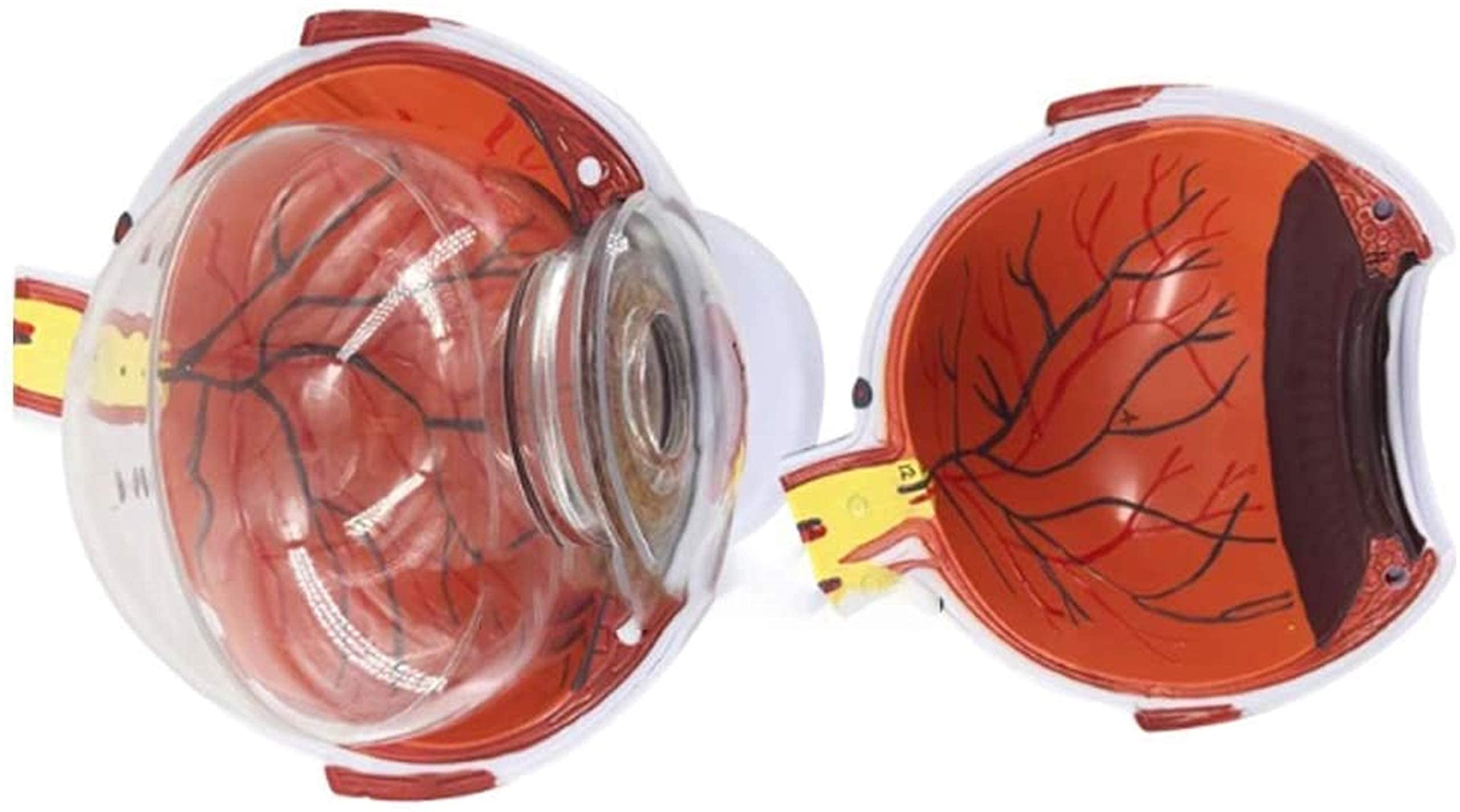 Modèle D'étude Modèle D'éducation Modèle Modèle D'anatomie Médicale Du Globe Oculaire Humain, Structure Anatomique De L'œil De L'étude De Matériel Médical Étude Des Outils D'affichage D'apprentissage