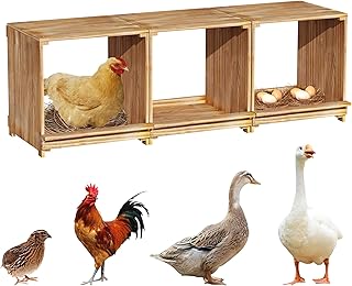 BingoPaw Pondoir pour Poules Pondeuses 3 emplacements nichoir en Bois 105 x 30 x 36 cm