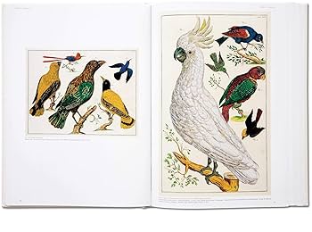 セバ著　Cabinet of Natural Curiosities25th Seba. Cabinet of Natural Curiosities: Müsch, Irmgard, Rust