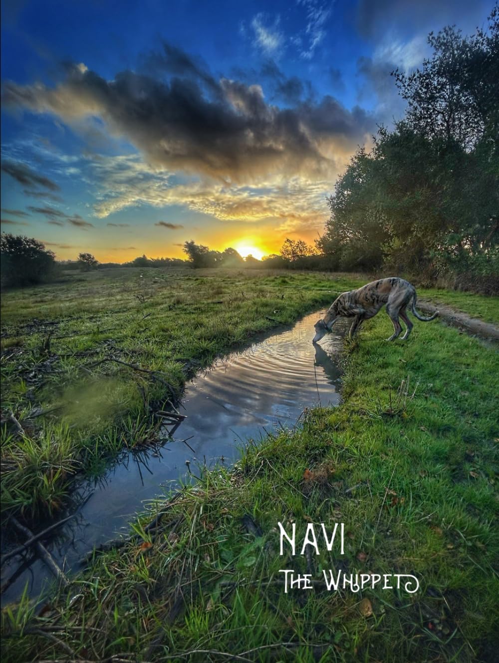 Navi the Whippet: An exquisite photo documentary of a dog’s life in Santa Cruz, California