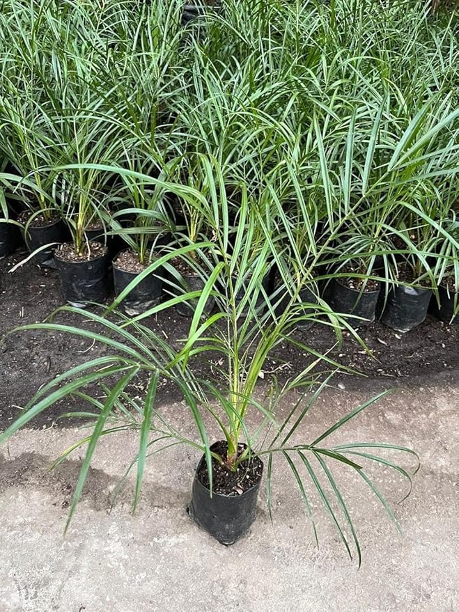 Image of All-Time 12 Months Hybrid GRAFTED Live Fruit Plant Original & Authentic Organic Tree for Outdoor Fast-Growing Fruit Plant Home Gardens Pack Of-1 (Arabian Dates-Khajur Tree, Medium)