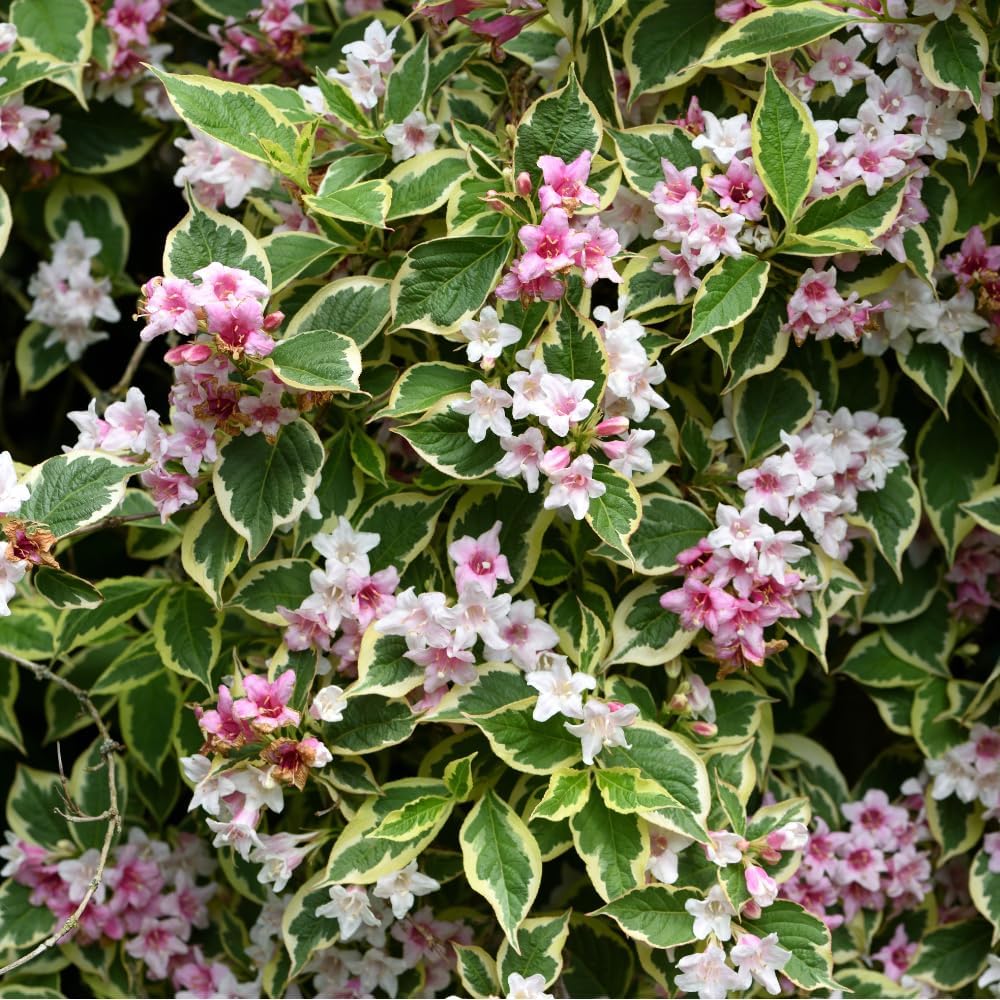 TriStar Plants - Variegated Pink Weigela - 1 Gallon Container with Live Healthy Plant, Varagated Leaves, Pink Blooms, perrenial, attracts pollinators, Hardy Shrub.